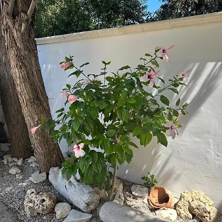 Casa Flavia *